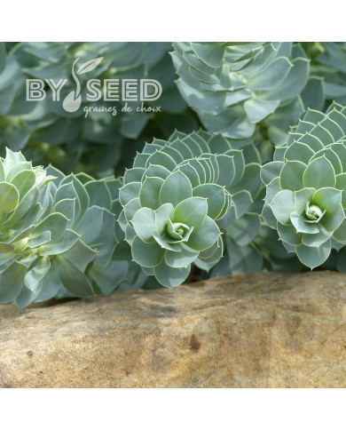 Euphorbe vivace de Corse - Euphorbia myrsinites