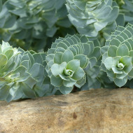 Euphorbe vivace de Corse - Euphorbia myrsinites