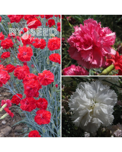 Œillet des fleuristes Triumph Mix