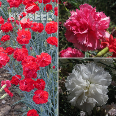 Œillet des fleuristes Triumph Mix