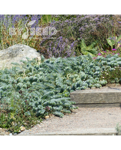 Euphorbe vivace de Corse - Euphorbia myrsinites
