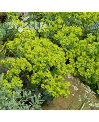 Euphorbe vivace de Corse - Euphorbia myrsinites