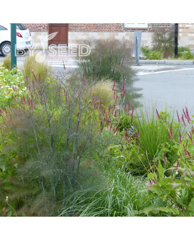 Fenouil Smokey bronze