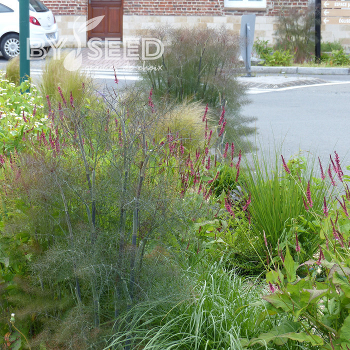 Fenouil Smokey bronze