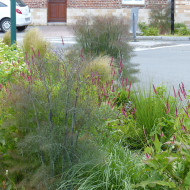 Fenouil Smokey bronze