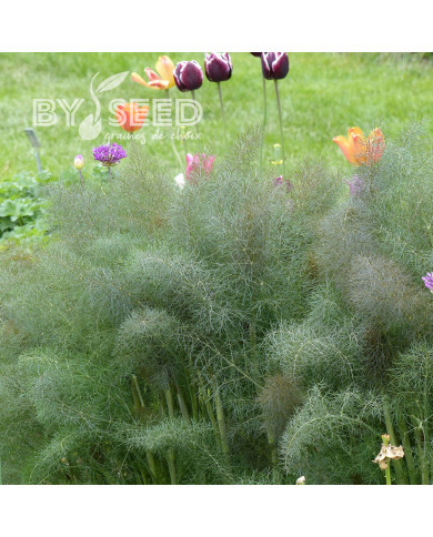 Fenouil Smokey bronze