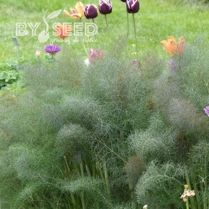 Fenouil Smokey bronze