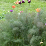 Fenouil Smokey bronze