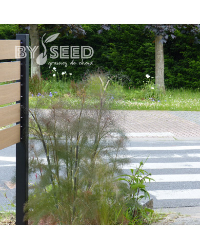 Fenouil Smokey bronze