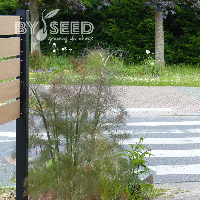 Fenouil Smokey bronze