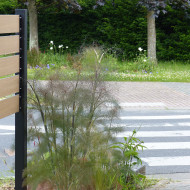 Fenouil Smokey bronze