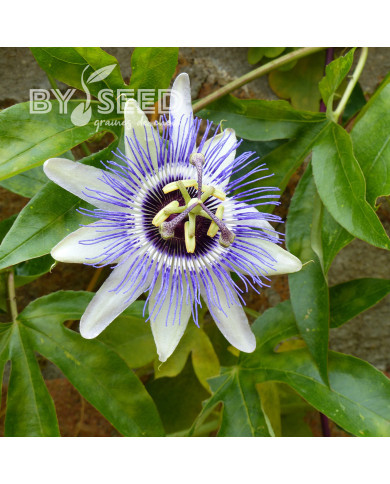 Fleur de la Passion Bleue - Passiflora caerulea