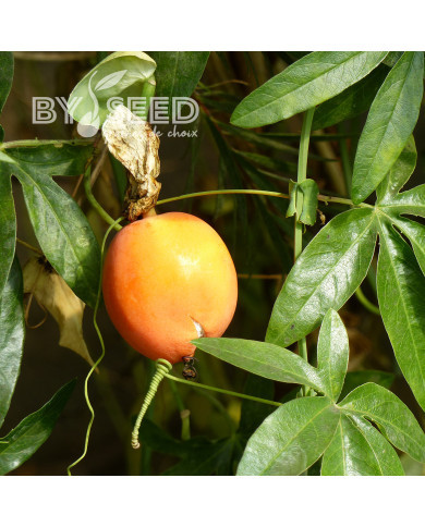 Fleur de la Passion Bleue - Passiflora caerulea