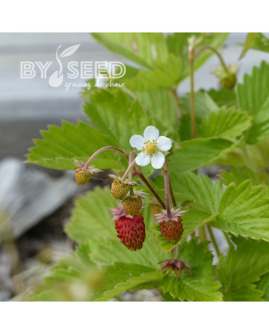 Fraisier des bois Baron Solemacher (Rügen)