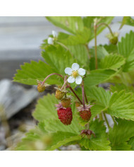 Fenouil Smokey bronze