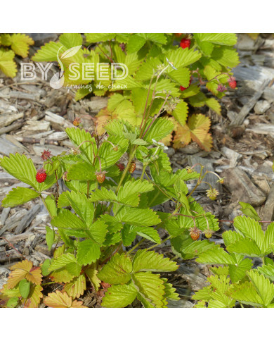 Fraisier des bois Baron Solemacher (Rügen)