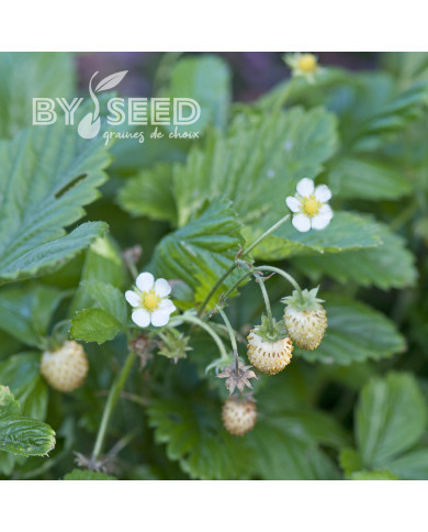 Fraisier des bois Yellow Wonder