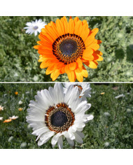 Arctotis Black and White