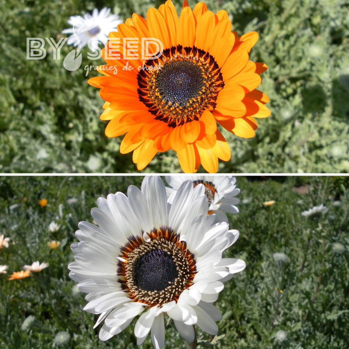 Arctotis Jaffa Ice Mix