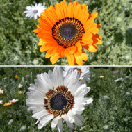 Arctotis Jaffa Ice Mix