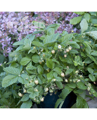 Fraisier des bois Yellow Wonder