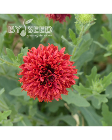 Gaillarde annuelle Red Plume