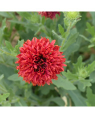 Benoîte (Geum) Red Dragon