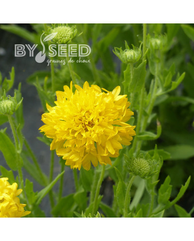 Gaillarde annuelle Yellow Plume