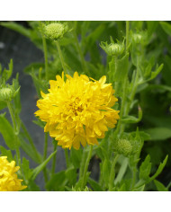 Gaillarde vivace Arizona Apricot