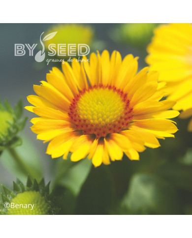 Gaillarde vivace Arizona Apricot