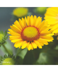 Gaillarde vivace Arizona Red Shades