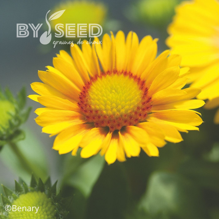 Gaillarde vivace Arizona Apricot