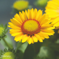 Gaillarde vivace Arizona Apricot