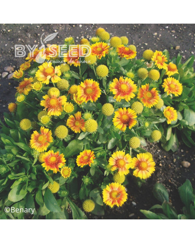 Gaillarde vivace Arizona Apricot