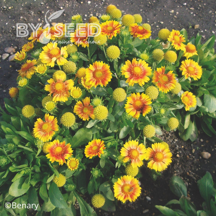 Gaillarde vivace Arizona Apricot