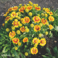 Gaillarde vivace Arizona Apricot