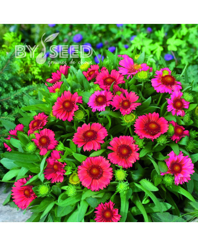 Gaillarde vivace Arizona Red Shades