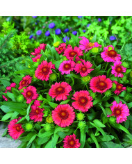 Gaillarde vivace Arizona Sun