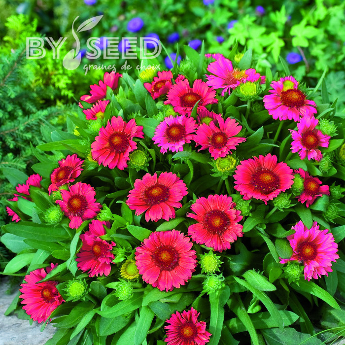 Gaillarde vivace Arizona Red Shades