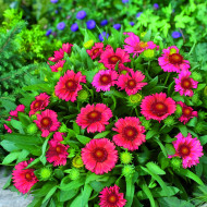 Gaillarde vivace Arizona Red Shades