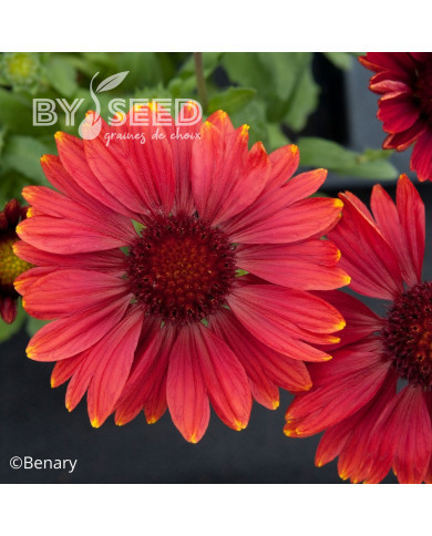 Gaillarde vivace Arizona Red Shades