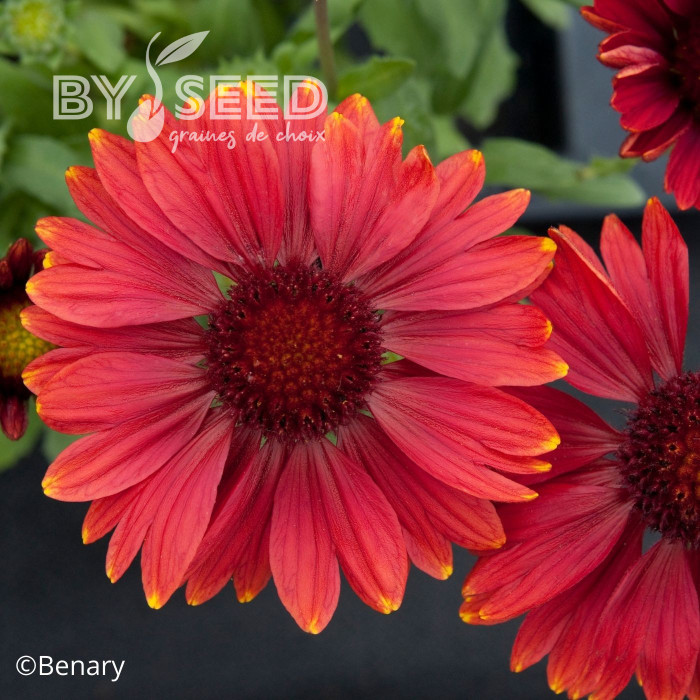 Gaillarde vivace Arizona Red Shades
