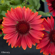 Gaillarde vivace Arizona Red Shades