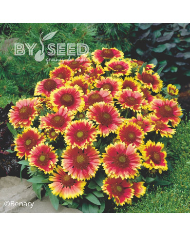 Gaillarde vivace Arizona Sun
