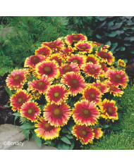 Gaillarde vivace Arizona Red Shades