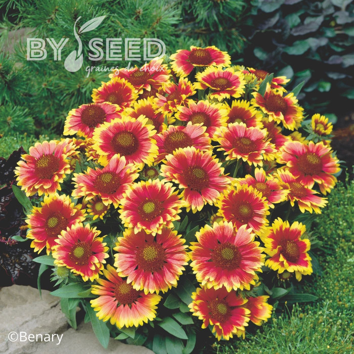 Gaillarde vivace Arizona Sun