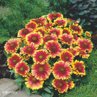 Gaillarde vivace Arizona Sun