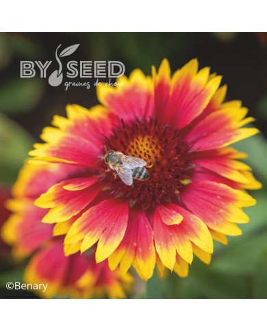 Gaillarde vivace Arizona Sun