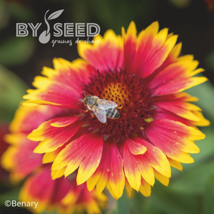 Gaillarde vivace Arizona Sun