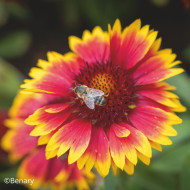 Gaillarde vivace Arizona Sun